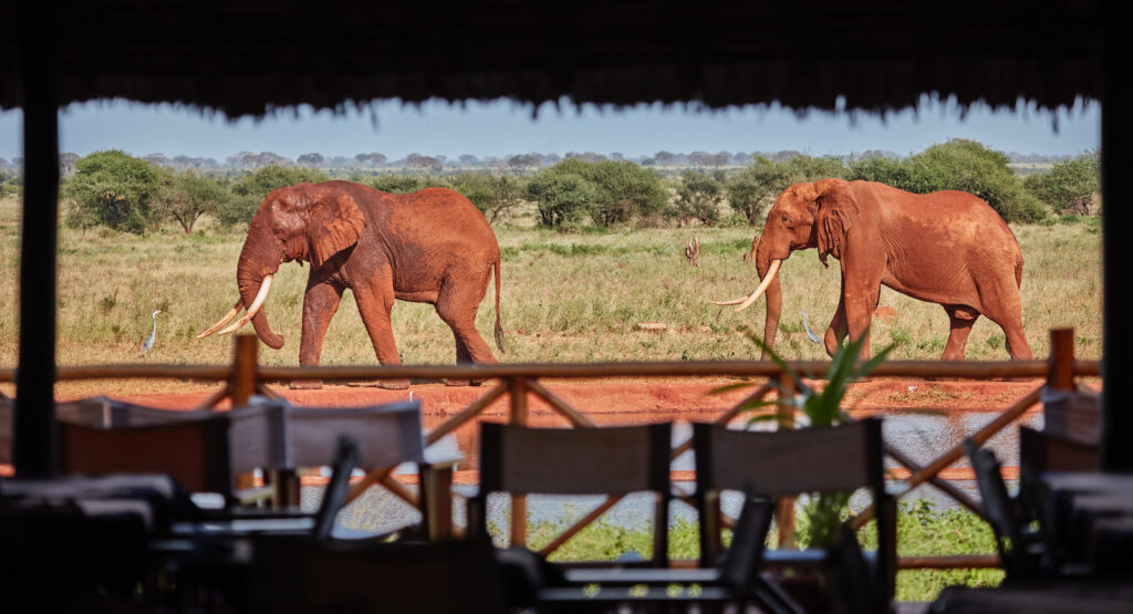 elephants 2 days Ngutuni wildlife sanctuary safari