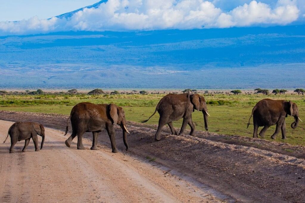 3 days Amboseli safari from Nairobi