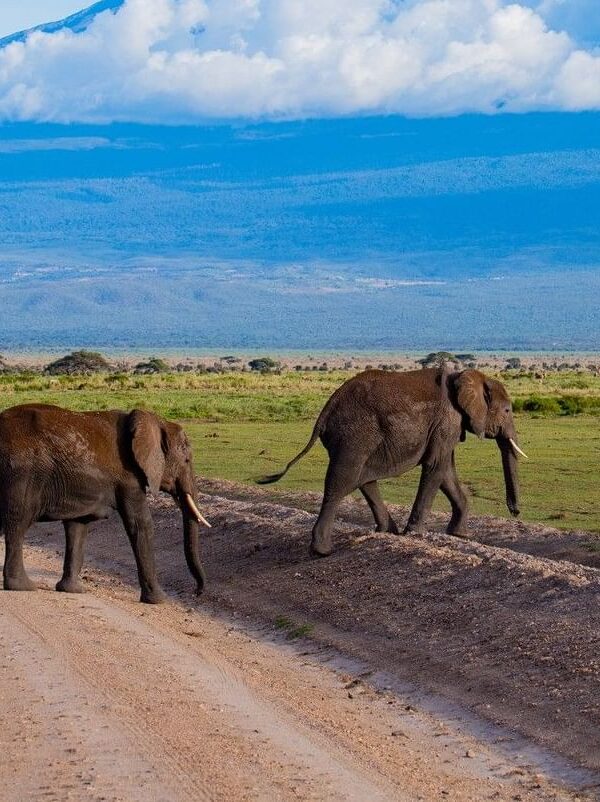 3 days Amboseli safari from Nairobi