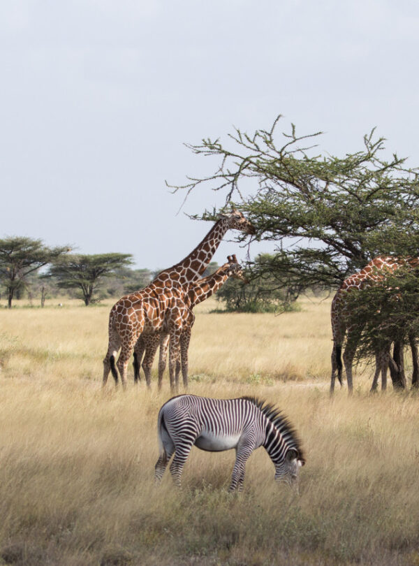 3 days Samburu national reserve safari from Nairobi