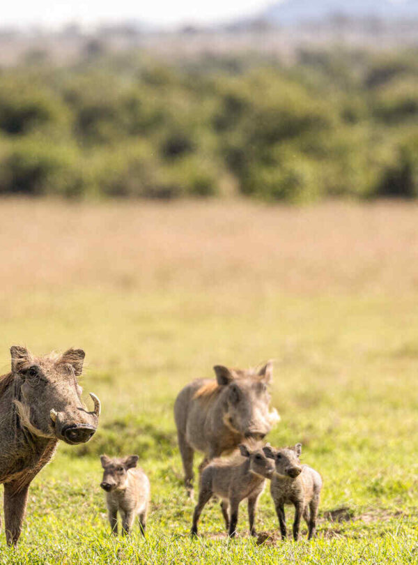 Warthogs Ol Pejeta Safari from Nairobi