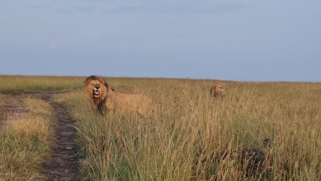 Lion Big Five Masai Mara safari