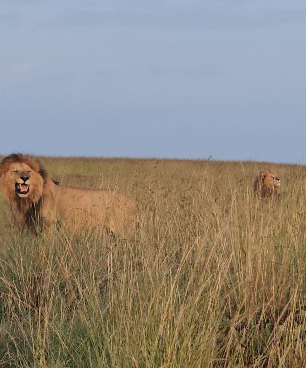 Lion Big Five Masai Mara safari