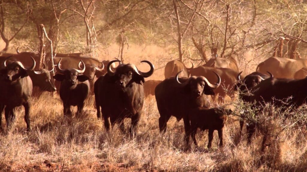 African buffalo
