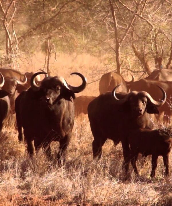 African buffalo