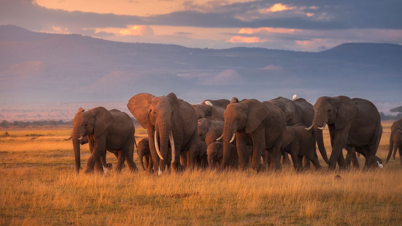 Amboseli flying safari elephant herd