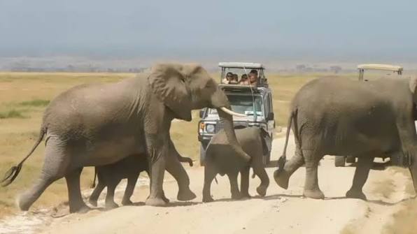 Amboseli national park safari