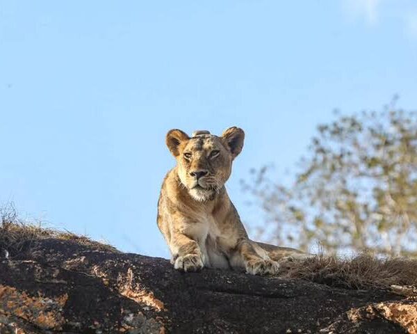 big five safari from Nairobi to Diani beach