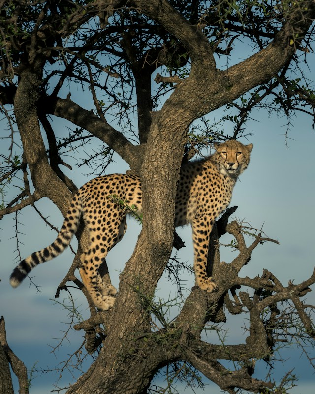 Cheetah Masai Mara Kenya Safari