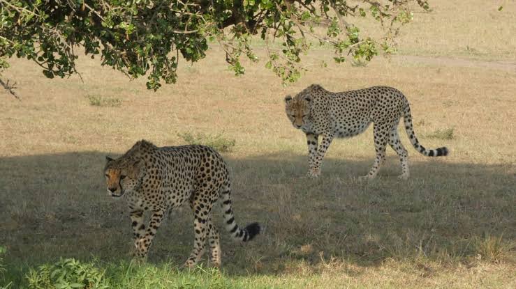 Cheetahs Masai Mara National Reserve