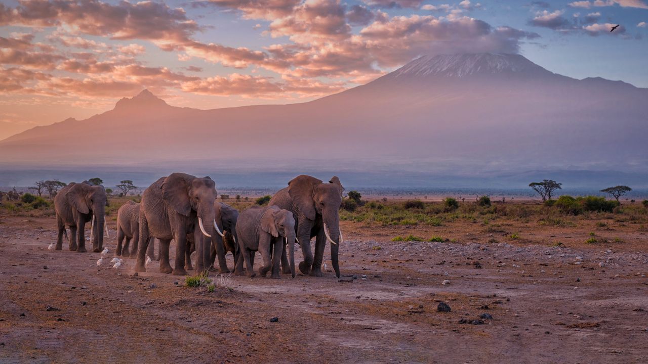 Elephants Amboseli National Park