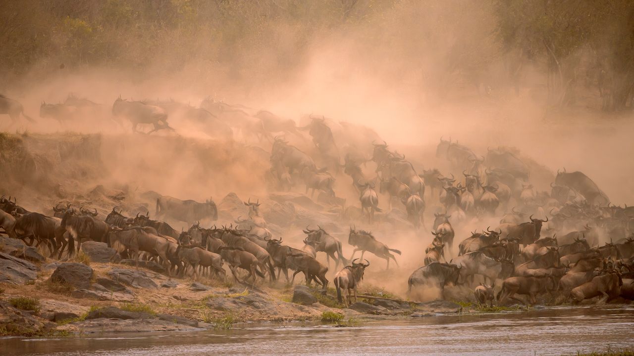 Great wildebeest migration Masai Mara