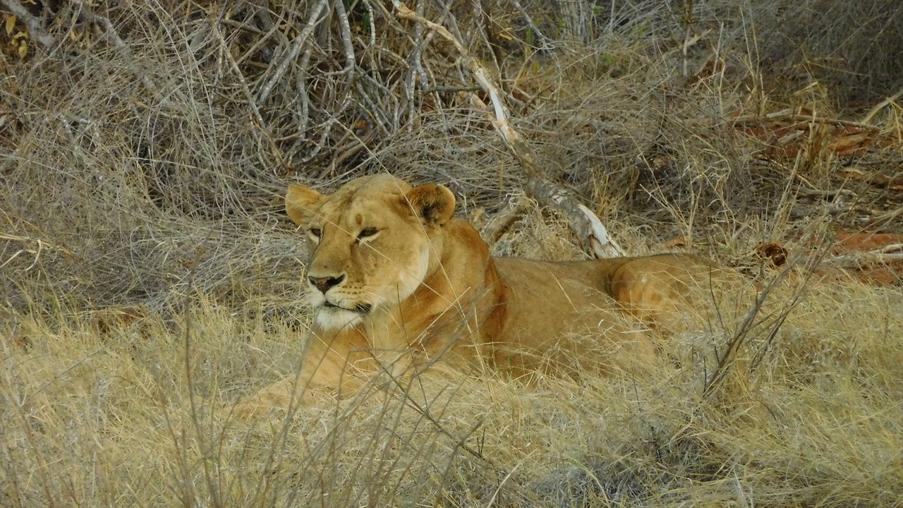 Lion Tsavo East National Park