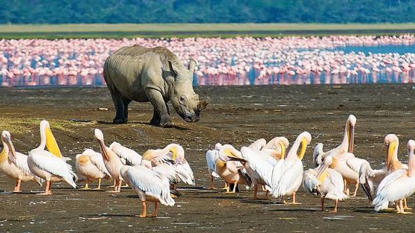 Lake Nakuru Day Trip