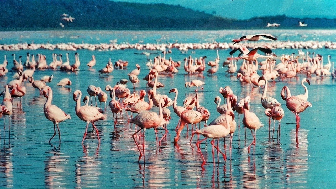 Lake Nakuru National Park Flamingoes