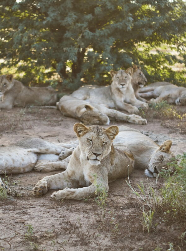 Lions 2 days Ngutuni safari from Mombasa