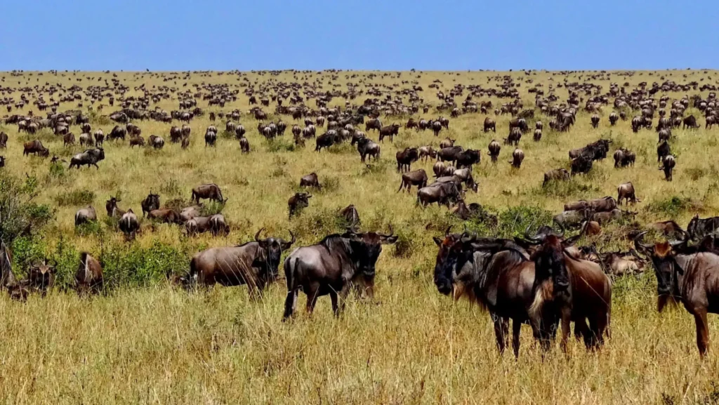 Wildebeest migration Masai mara safari from Nairobi