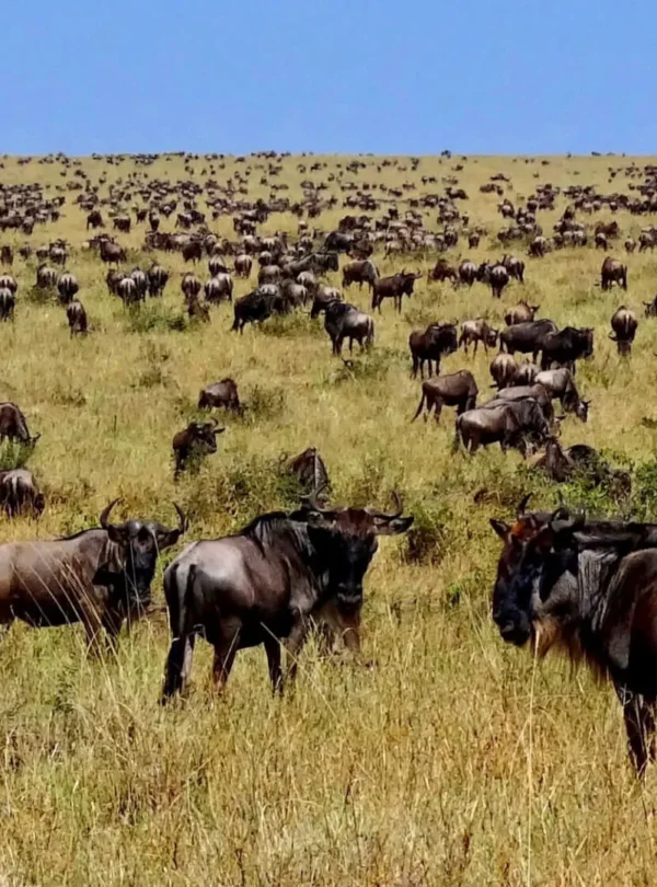 Wildebeest migration Masai mara safari from Nairobi