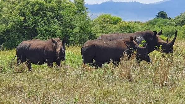 Meru National Park