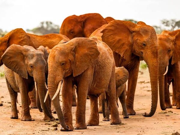 Red elephants Tsavo safari from Mombasa
