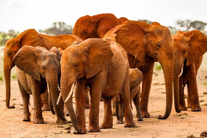 Red elephants Tsavo safari from Mombasa