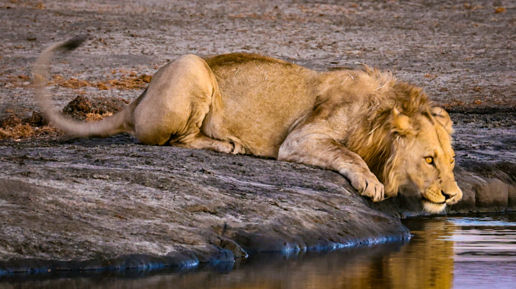 3 days Tsavo private safari from Mombasa