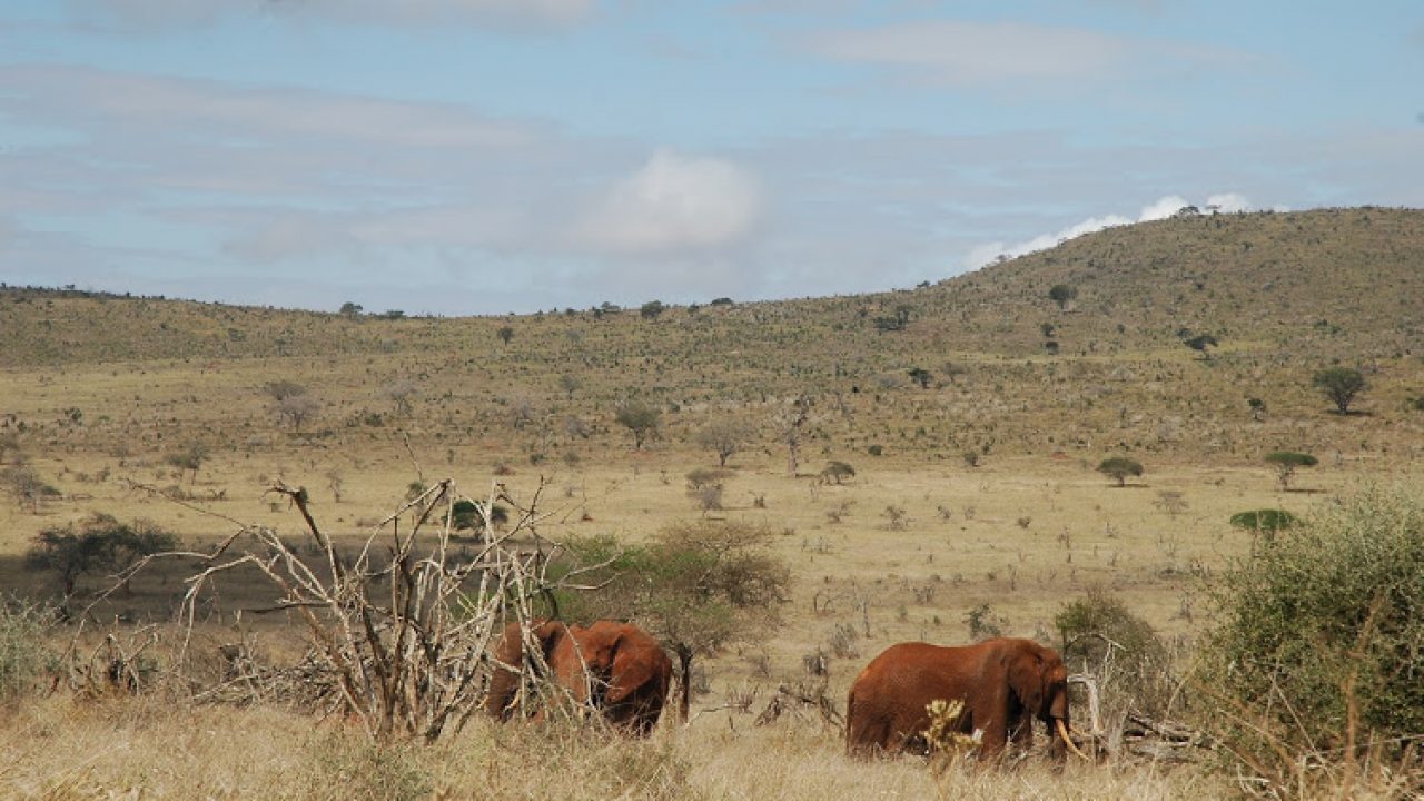 Elephants Tsavo West National Park