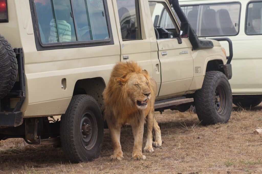 11 days Kenya bush and beach safari