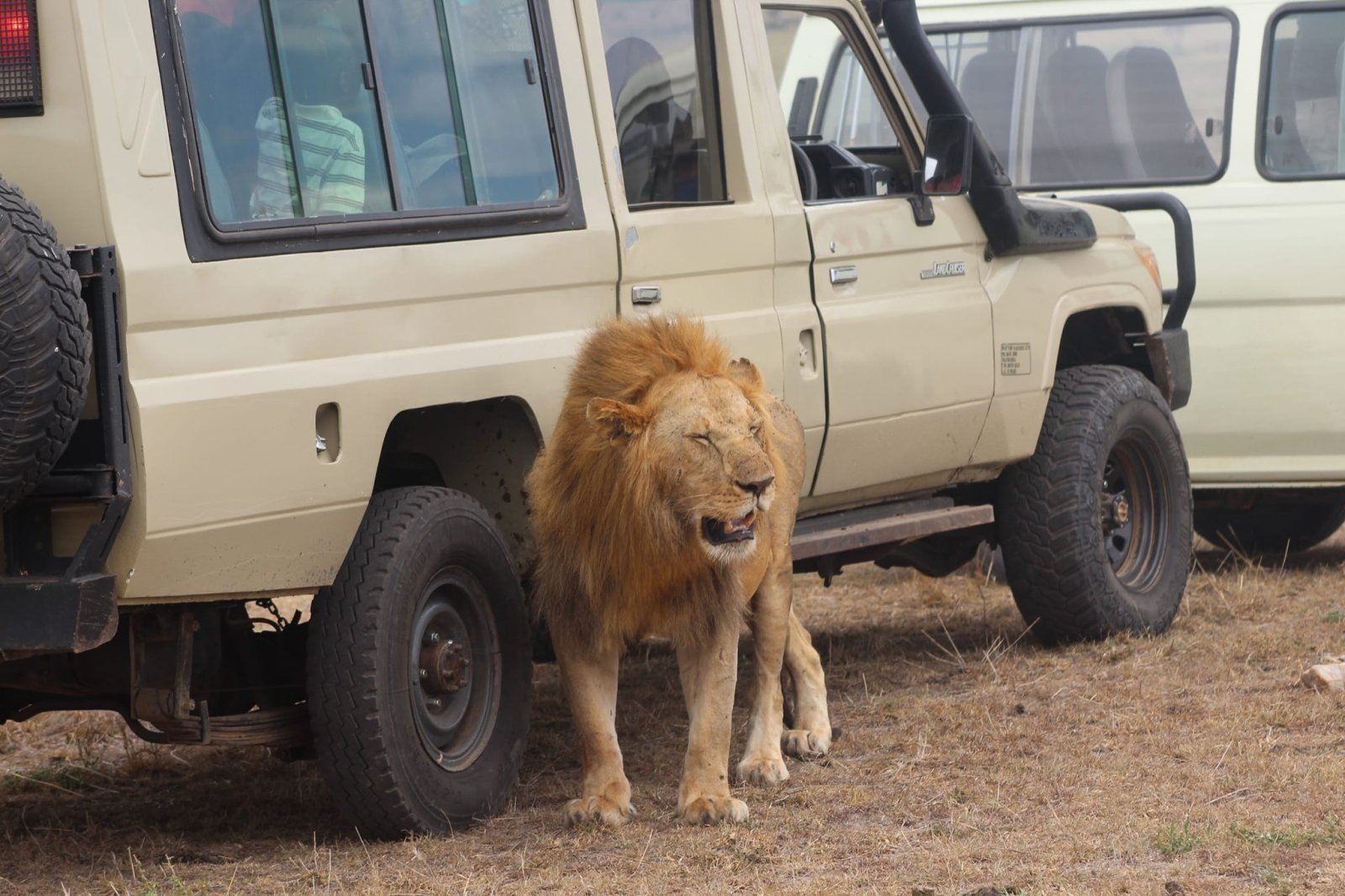 11 days Kenya bush and beach safari