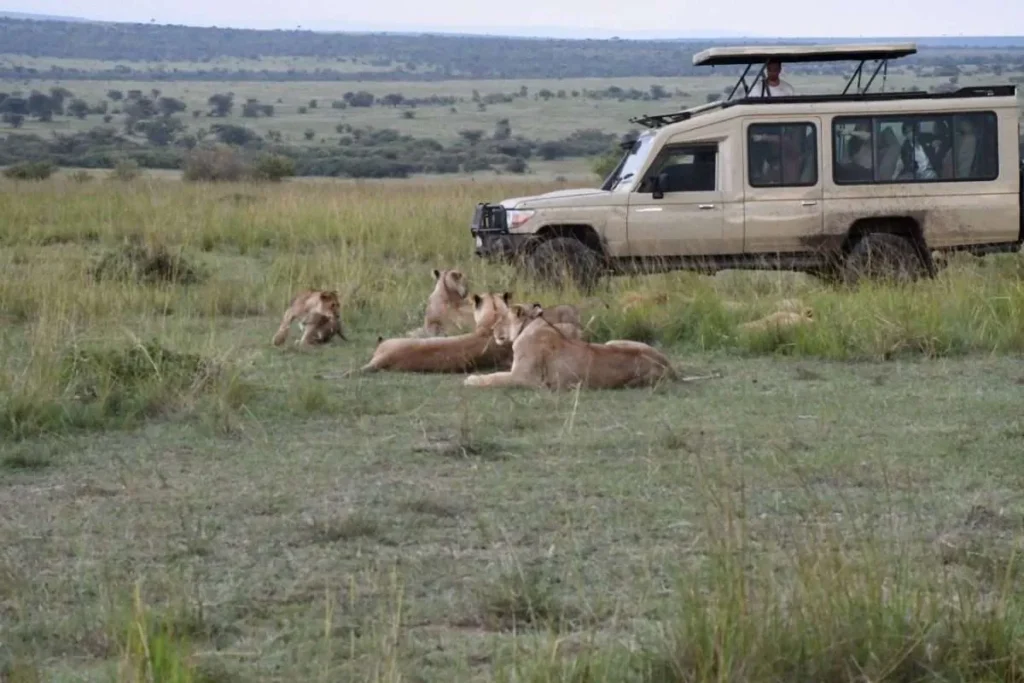 Bush to beach masai mara safari