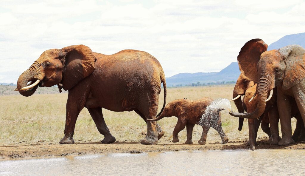 Day tour to Tsavo East national park