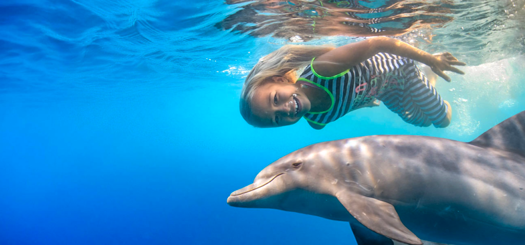 Dolphin snorkeling