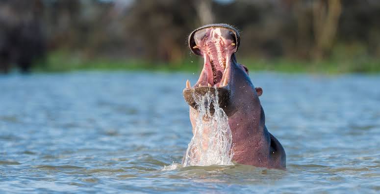 Lake Naivasha day trip from Nairobi