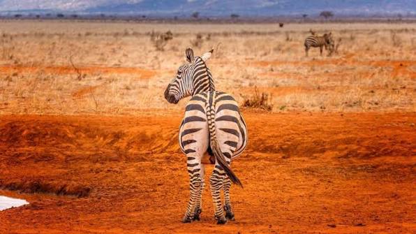Tsavo East Day Tour