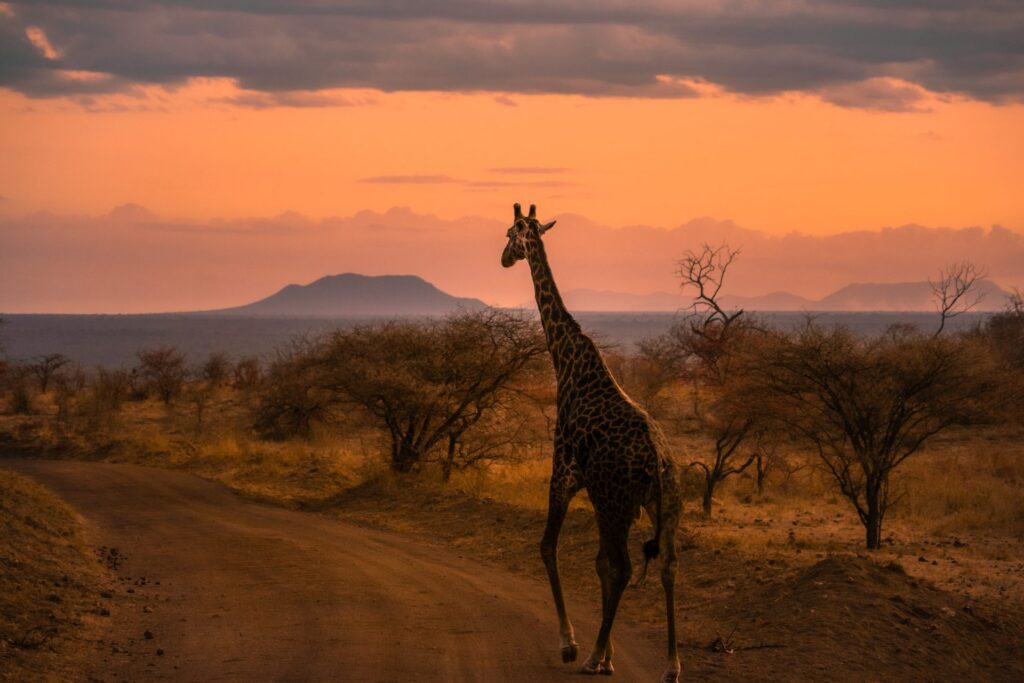 Wildlife safari Tsavo East Kenya